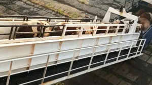 Peste 42.000 de animale românești au fost expediate către Algeria din portul Constanța