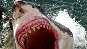 Australia: O femeie atacată de un rechin, salvată de un bărbat care a prins animalul de coadă