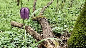 O floare rară, care rezistă aproximativ o săptămână, a apărut în Lunca Timișului