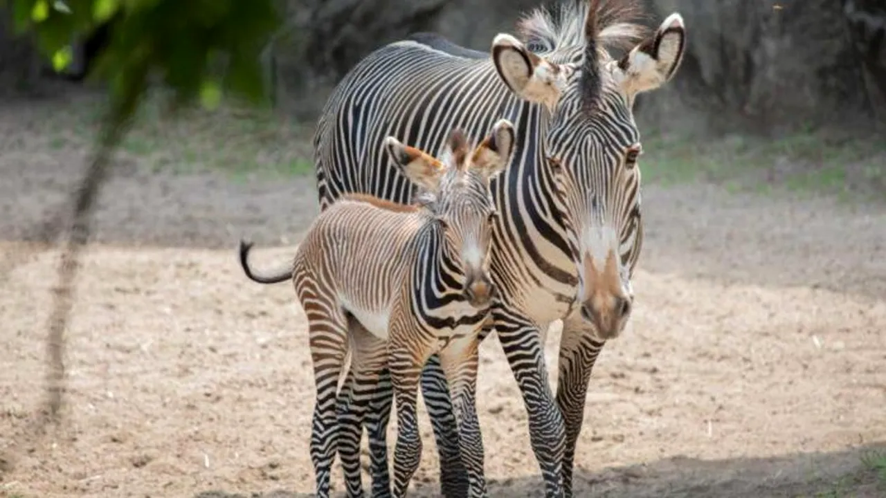 Un pui de zebră dintr-o specie pe cale de dispariţie s-a născut la grădina zoologică Lincoln Park din Chicago