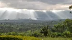 O nouă specie de maimuță cu buze portocalii a fost descoperită „ascunsă” în pădurile din Congo