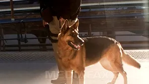 Băiat de 12 ani, în stare gravă după ce a fost muşcat de patru câini pe aproape tot corpul