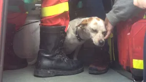 FOTO Locatarii unui bloc din Piteşti, evacuaţi în urma unui incendiu. Un câine a fost salvat de pompieri