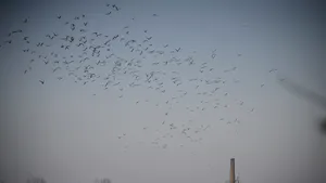 Poluare accidentală pe râul Colentina - acumulare Băneasa. Apele Române: Monitorizăm mortalitatea piscicolă