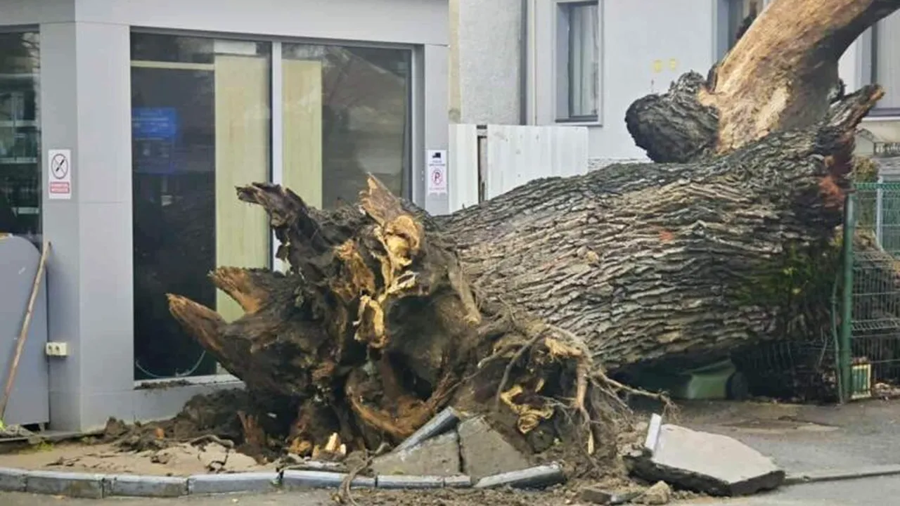 Eco-Civica cere expunerea stejarului de 300 de ani din București, ucis de carburanți