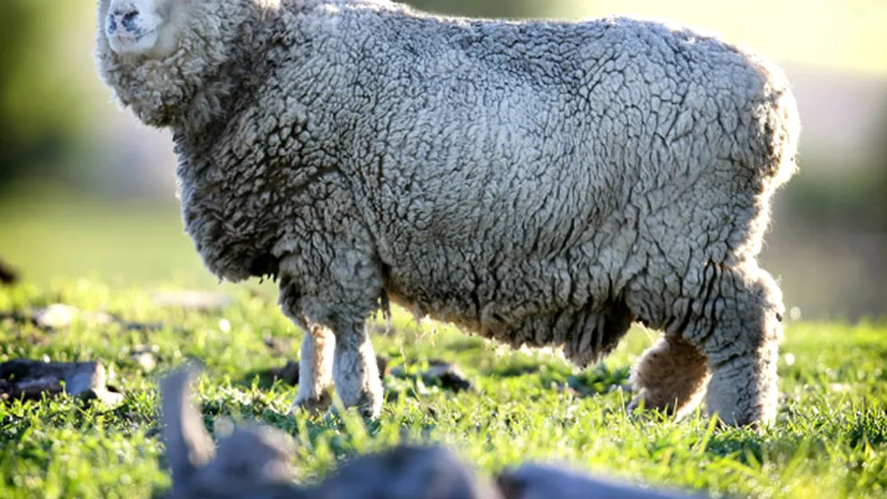 APIA începe plata ajutorului de stat pentru ameliorarea raselor de animale