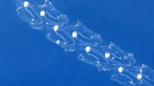 Reactor suedez, oprit timp de trei zile din cauza unor meduze