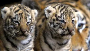 China: 11 tigri siberieni au murit de foame la o grădină zoologică
