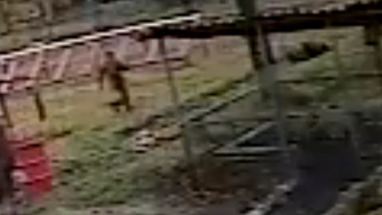 INCREDIBIL: Un soldat, atacat de un urs într-o unitate militară. Cum s-a sfârşit dramatica întâmplare - VIDEO