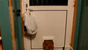 Şi animalele au nevoie de cură de slăbire? Cum se chinuie o pisică să treacă prin uşa specială pentru ea - VIDEO