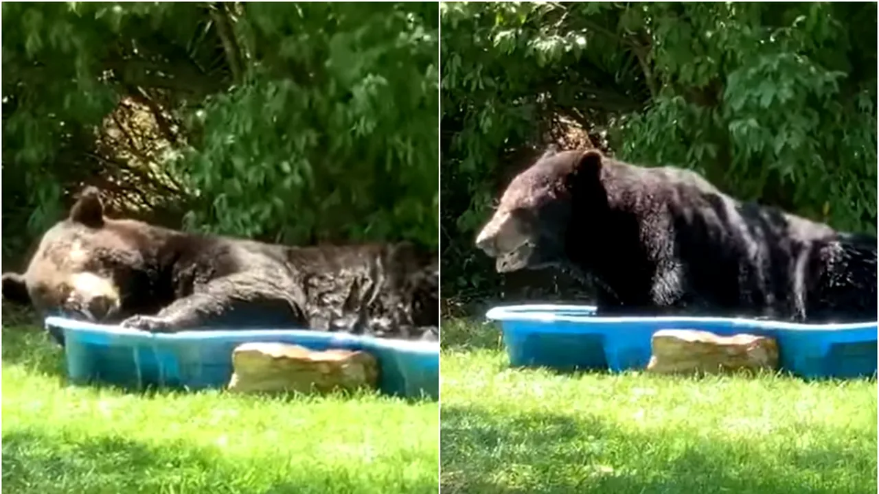 VIDEO S-a trezit cu ursul în piscină. Cum a reacţionat o femeie când a văzut animalul sălbatic 