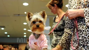 Primul hotel pentru animale din România, inaugurat miercuri în Capitală