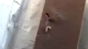 Alba Iulia: Ciocolată cu viermi la vânzare într-un supermarket (Video)