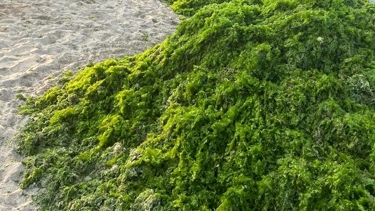 4.500 de tone de alge au fost strânse de pe litoral în luna august