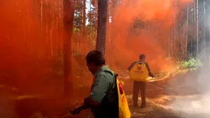 O pădure de molid situată la graniţa judeţelor Hunedoara şi Alba a luat foc