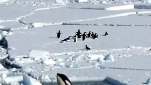 Peisajele Oceanului Arctic şi ale Antarcticii, reconstituite în Pasajul Universităţii - VIDEO