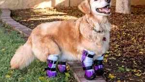 Cine pe cine inspiră? Întâlnirea emoţionantă dintre un copil cu picioarele amputate şi un câine fără membre, abandonat | VIDEO