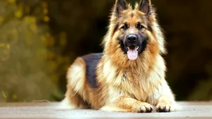 Germania, sursa multor rase canine populare: 