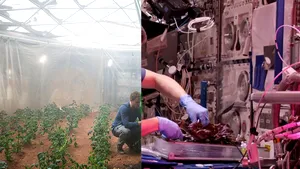 NASA vrea să cultive cartofi pe Marte