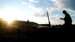 Mircea Diaconu propune o lege pentru înfiinţarea turismului de stână