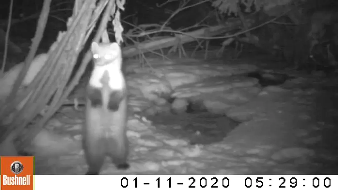 VIDEO Un jder de copac, filmat în Parcul Natural Apuseni. „Are răbdarea ursului, isteţimea vulpii, agerimea vulturului şi mişcările şarpelui''