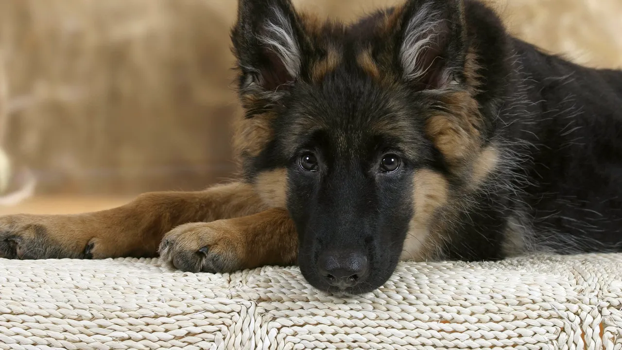 A murit Buddy, primul câine testat pozitiv cu Covid-19 în SUA. Cazul care arată cât de puţin ştim despre coronavirus şi animale