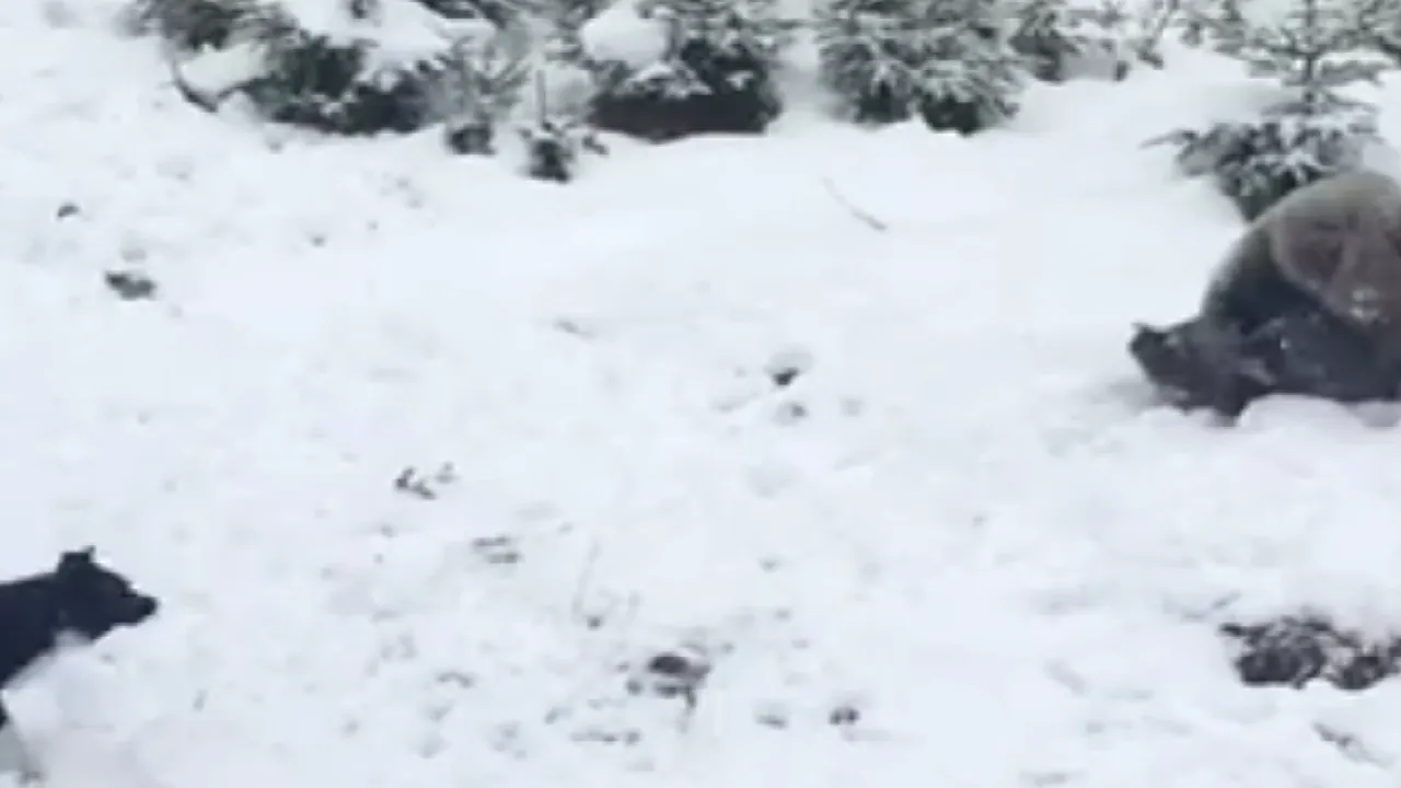VIDEO A nins la munte. Un urs a fost filmat în timp ce se juca în omătul proaspăt depus pe Valea Prahovei
