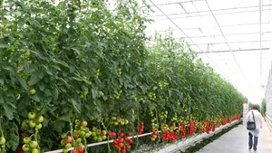 Agricultura românescă.  Cel mai mare bazin legumicol din ţară va avea sistem de apă şi canalizare