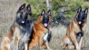 Romanian Senate Enacts Animal Protection Law