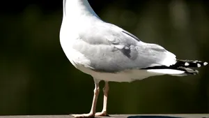 ATENŢIE la hoţi! Cum a furat un pescăruş un telefon mobil, pe o plajă