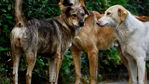 Chiliman: Toate persoanele care au adoptat câini din adăpostul Sectorului 1 vor fi verificate