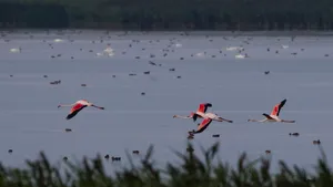 Eveniment rar în România: Patru păsări flamingo au fost observate recent în Tulcea - FOTO