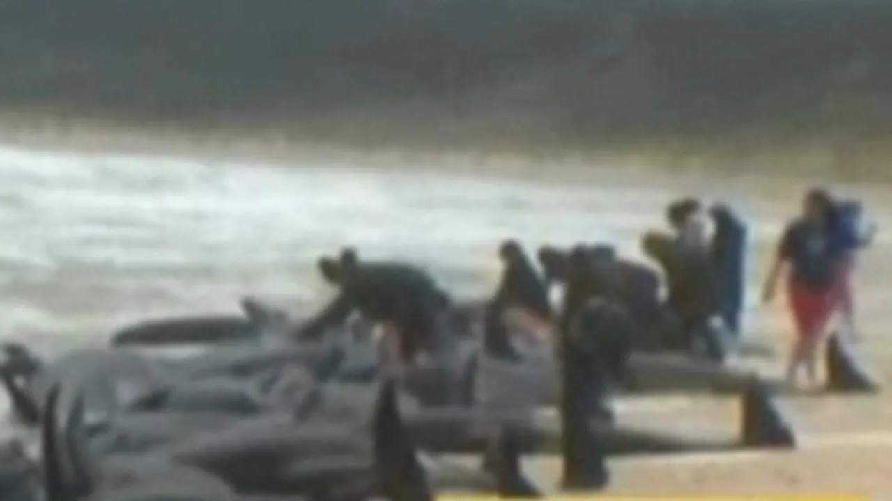 Zeci de balene au murit în Noua Zeelandă, după ce au eşuat pe o plajă - VIDEO