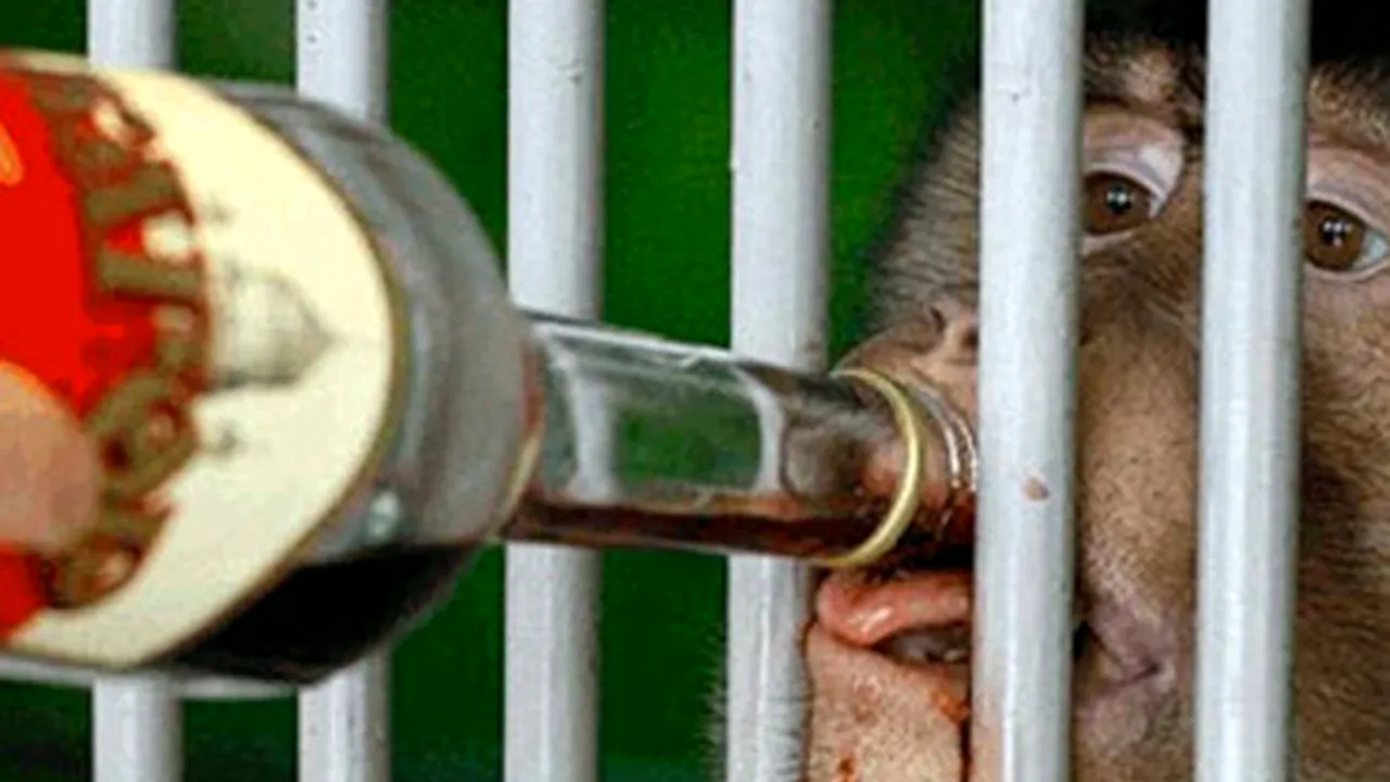 Vin fiert pentru maimuţele de la o grădină zoologică din Kazahstan, pentru a suporta mai uşor gerul