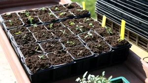 Această plantă înflorește chiar și atunci când se face frig. Cum să o îngrijești în sezonul rece