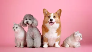 Animalele pot manifesta trăsături similare cu ADHD-ul sau autismul, potrivit unui expert