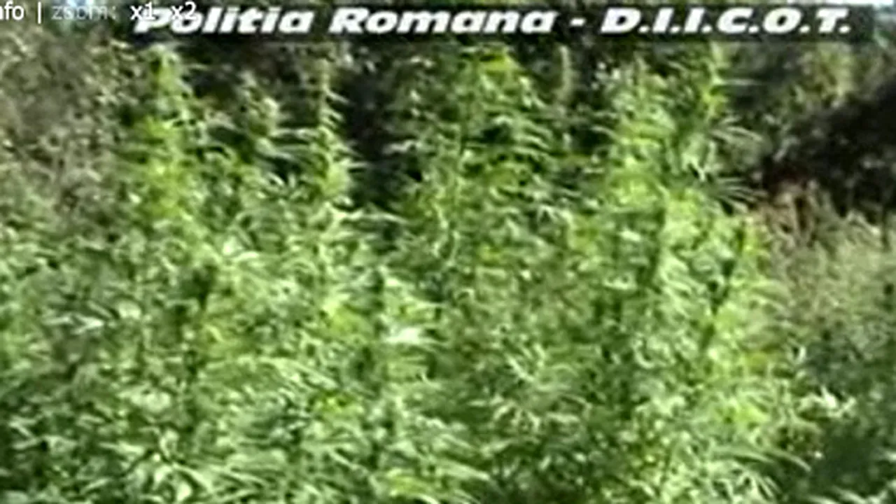 Doi bărbaţi din Covasna, cercetaţi pentru cultivare de cannabis - VIDEO