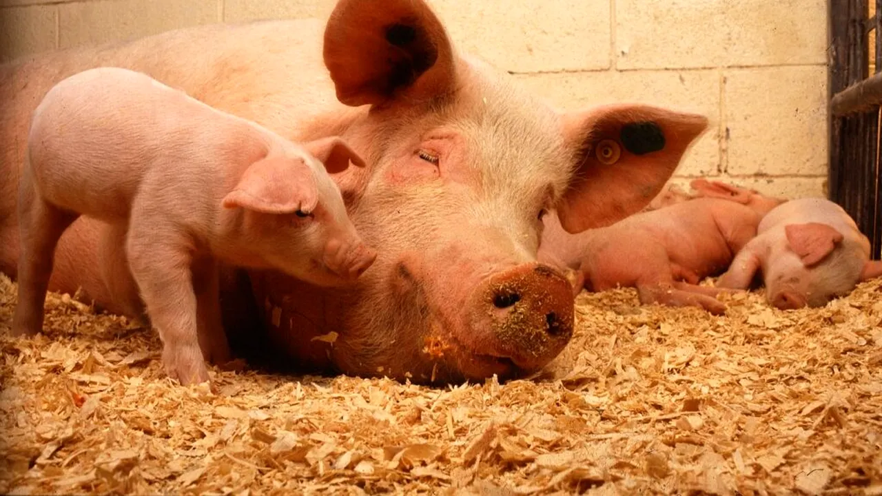 Spania anunță primul caz de pestă porcină din ultimele trei decenii