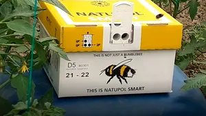 Bondarii care îi aduc profit de mii de euro unui fermier din Dolj