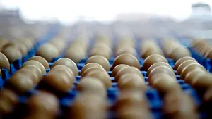 Ouă cu salmonella, retrase de pe piaţă în mai multe judeţe din ţară