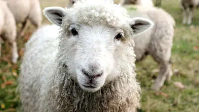 AGRICULTURĂ Bani pentru fermele de oi și capre afectate de restricțiile la export