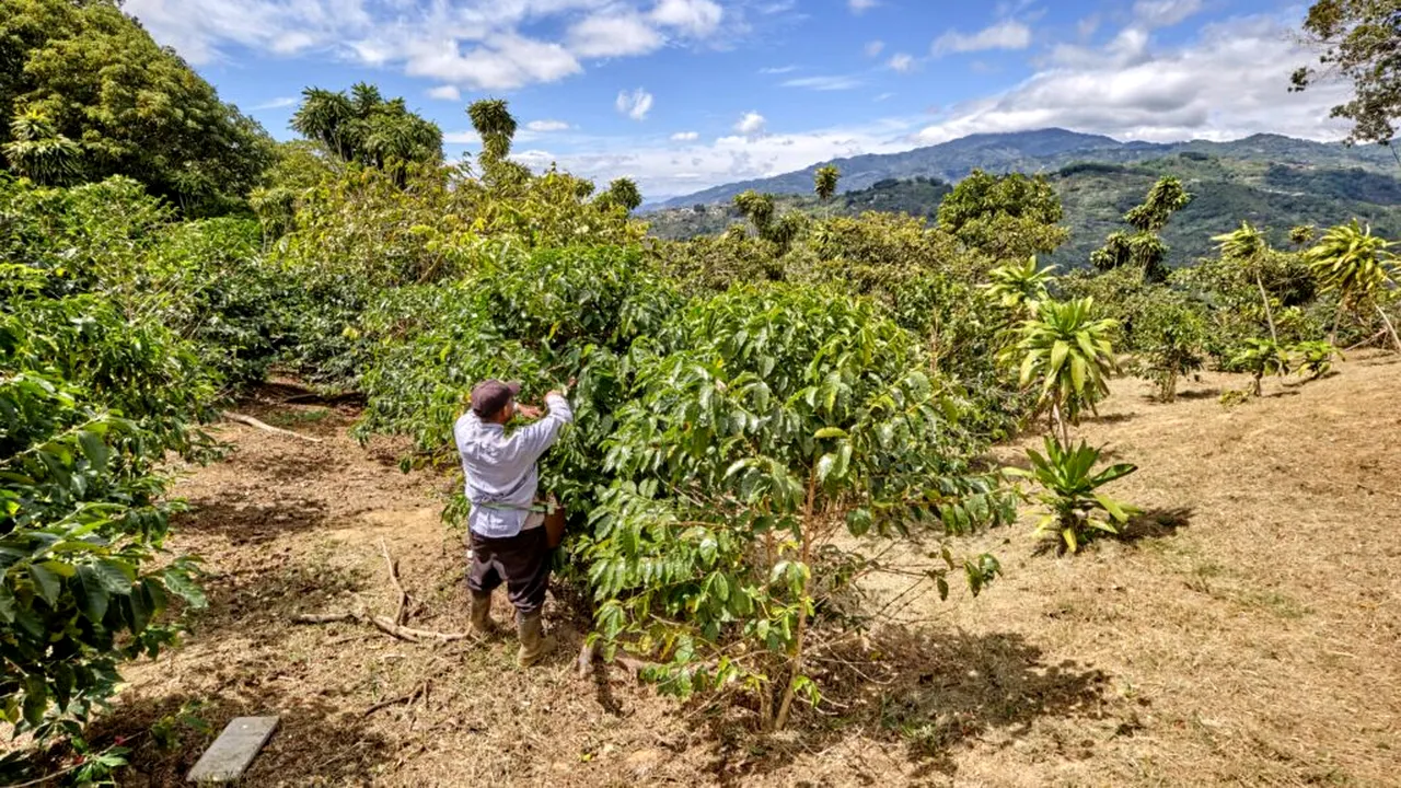 Criza cafelei se adâncește. Producătorii de cafea recurg la irigaţii costisitoare pentru a satisface cererea