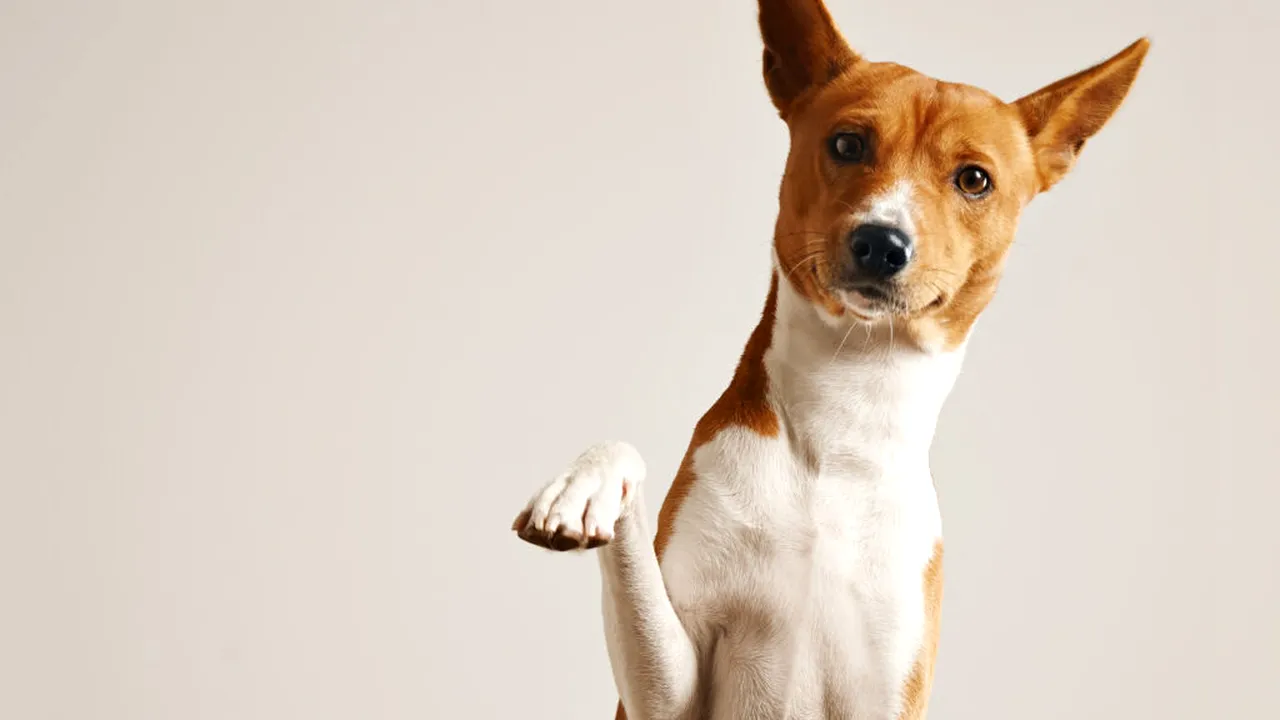 Un veterinar avertizează: schimbarea pe care o fac animalele de companie înainte să moară