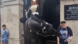 Un cal din garda Regelui Charles al III-lea a muşcat o turistă. Soldaţii pot folosi baionetele

