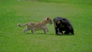 Un pui de leu salvat dintr-o maşină abandonată s-a împrietenit cu un cimpanzeu, la Zoo Gaziantep, în Turcia | FOTO