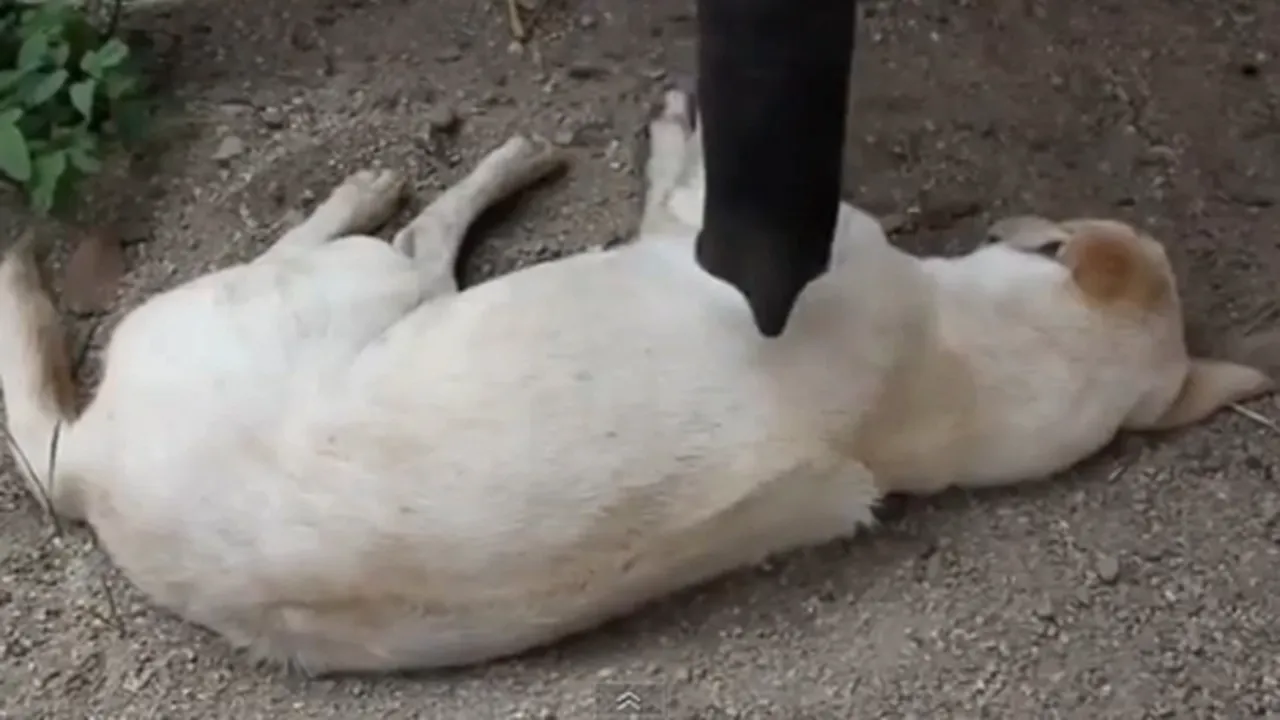 IMAGINI AMUZANTE: Cum încearcă un pui de elefant să trezească un câine - VIDEO
