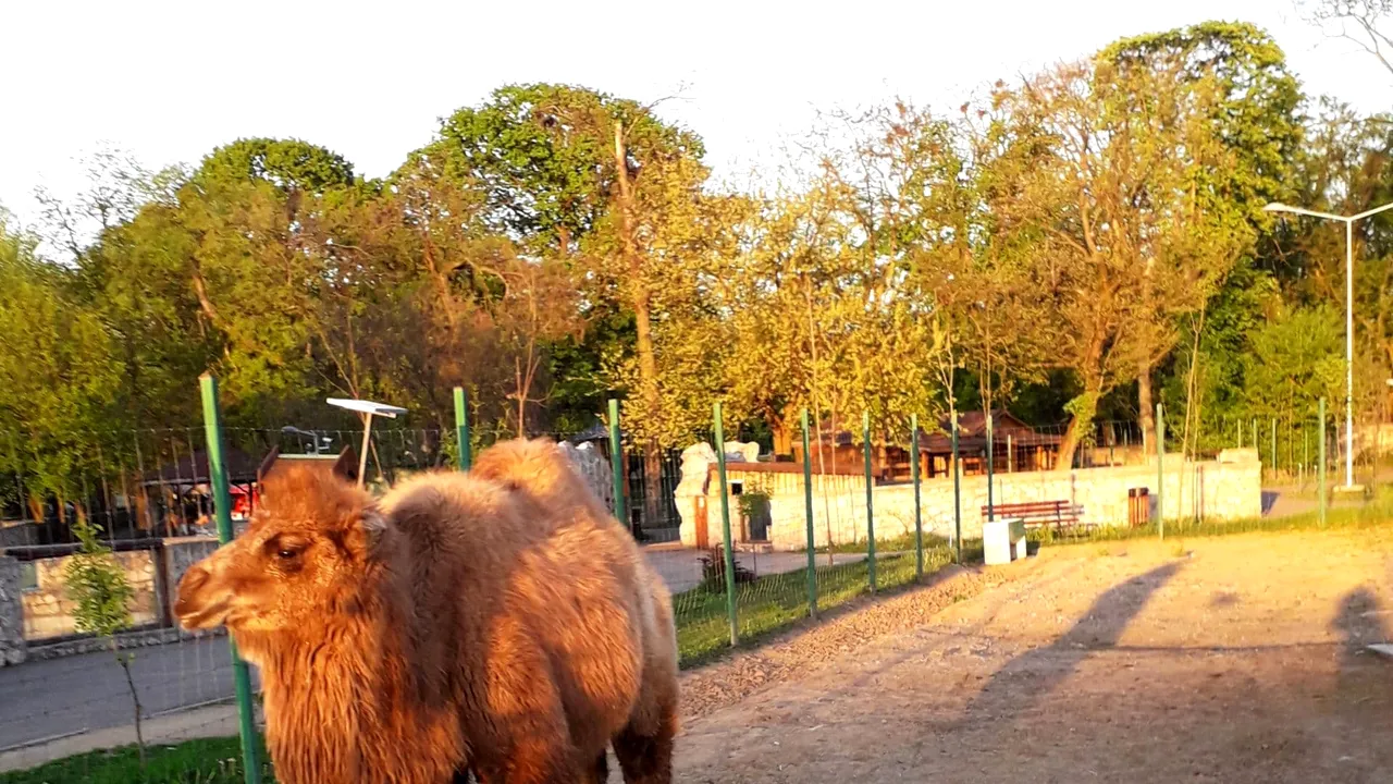 Noua vedetă a Grădinii Zoologice Oradea: Un pui de cămilă cu două cocoaşe/ Cum a ajuns în România | FOTO