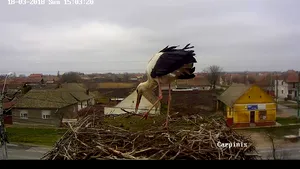 Vestitorii primăverii. Momentul în care prima barză a aterizat într-un cuib din judeţul Timiş, urmărit live pe Internet VIDEO