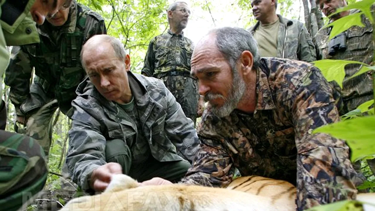 Un tigru siberian eliberat de Vladimir Putin a fugit în China