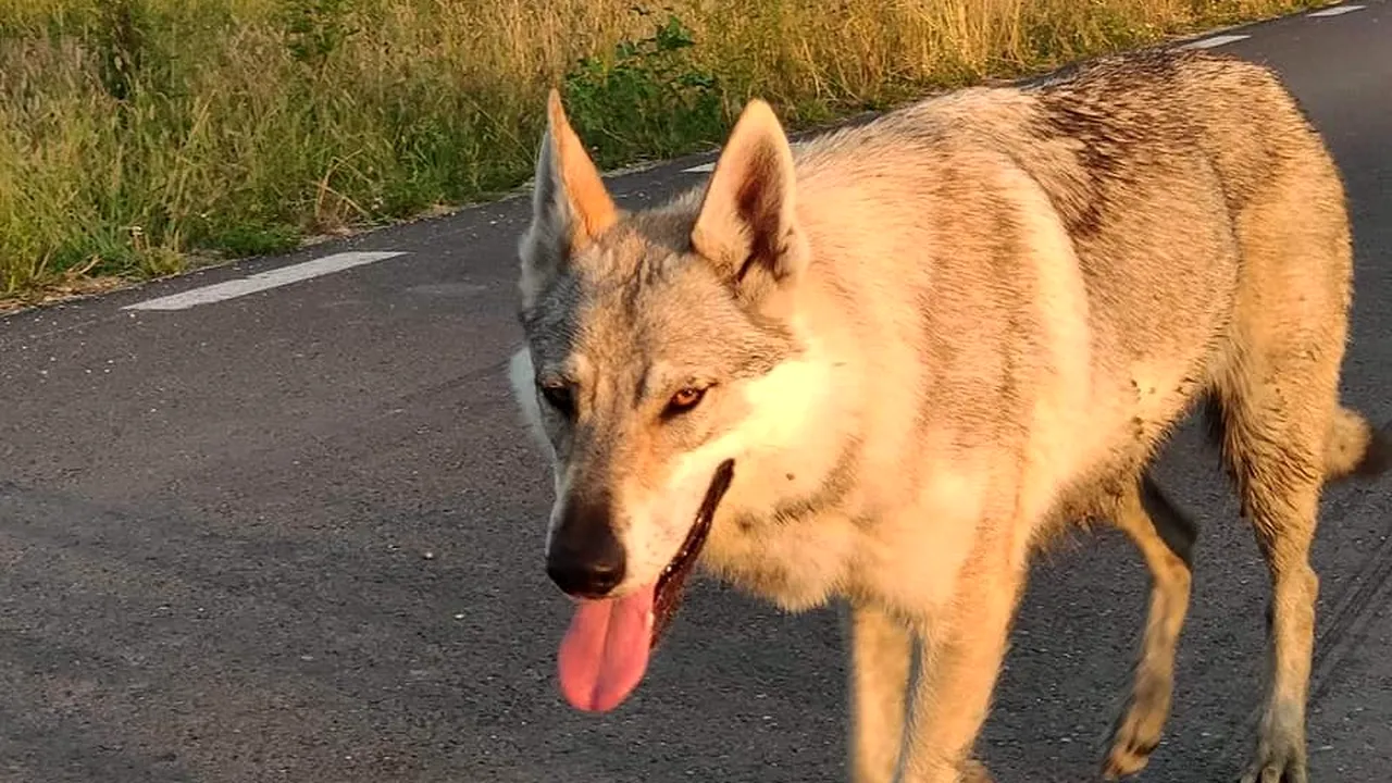 Lecţie de supravieţuire de la o căţeluşă. Arya s-a pierdut şi a mers 250 de km, de la Teiuş la Ploieşti, pentru a-şi regăsi stăpânul